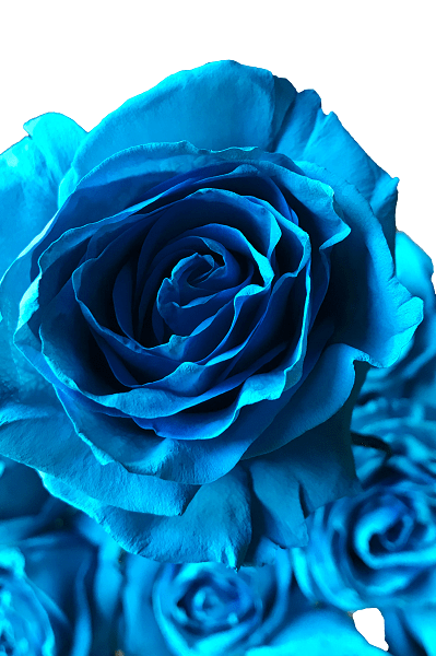 turquoise tinted roses