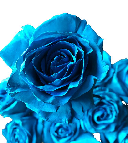 turquoise tinted roses