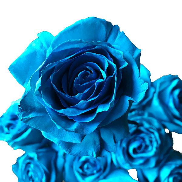 turquoise tinted roses