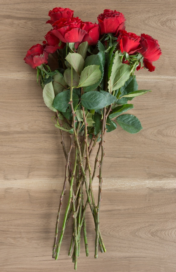 Samarcanda Red Garden Rose