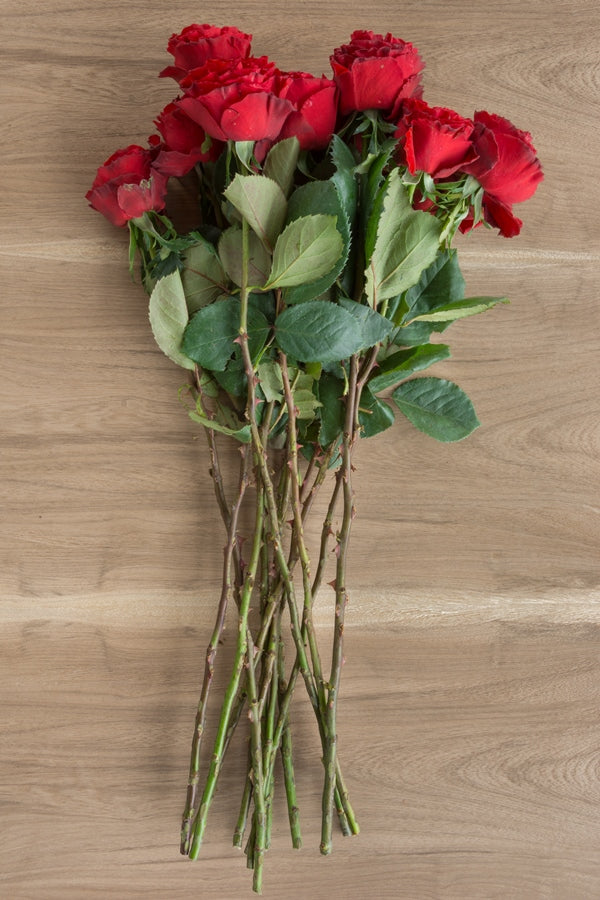 Samarcanda Red Garden Rose