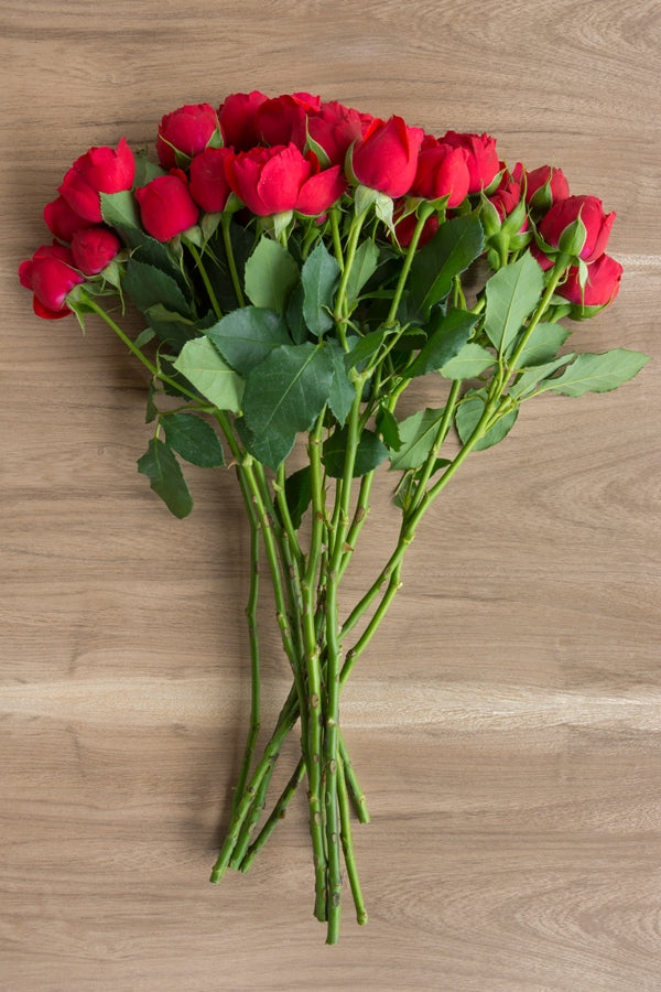 Francois Rabelais  | Red Garden Rose