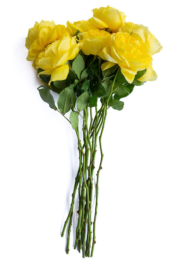 Toulouse garden rose