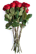 Samarcanda Red Garden Rose