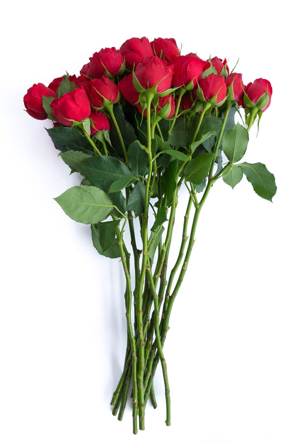 Red Spray Roses