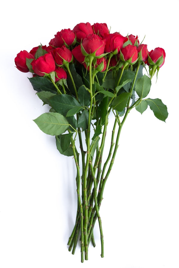 Red Spray Roses