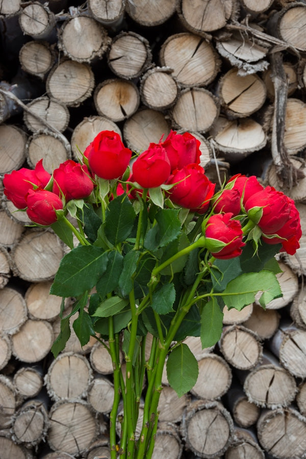 Red Spray Roses