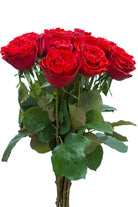 Samarcanda Red Garden Rose