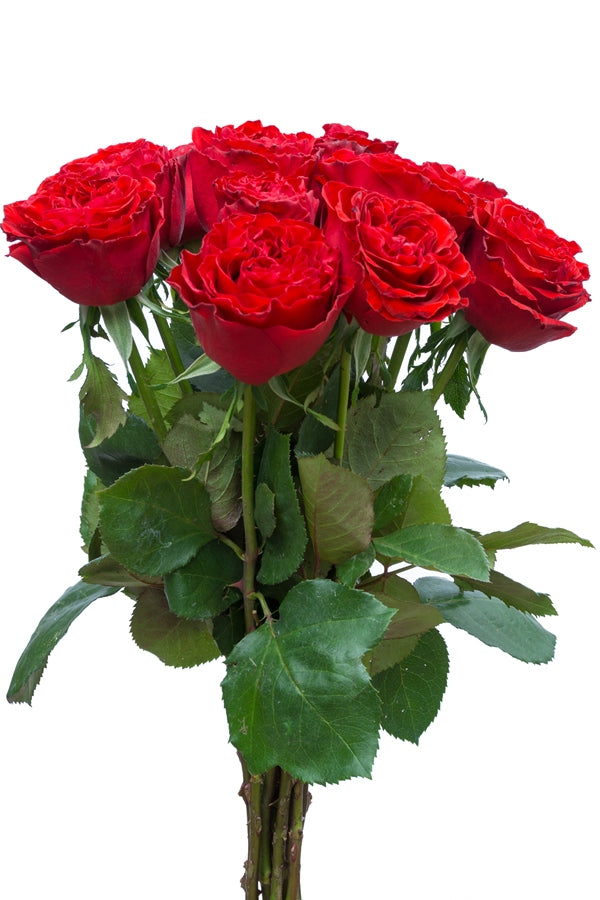 Samarcanda Red Garden Rose