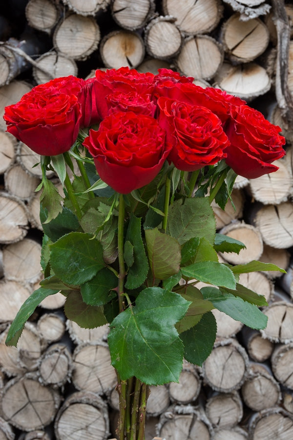 Samarcanda Red Garden Rose