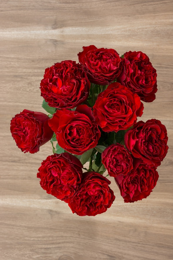 Samarcanda Red Garden Rose