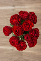 Samarcanda Red Garden Rose