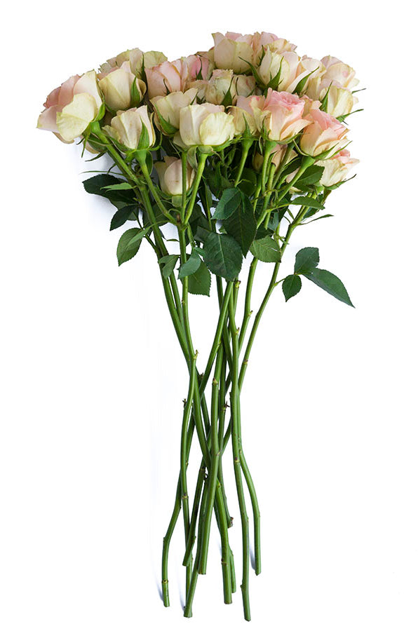 Peach Spray Roses - flowerexplosion.com