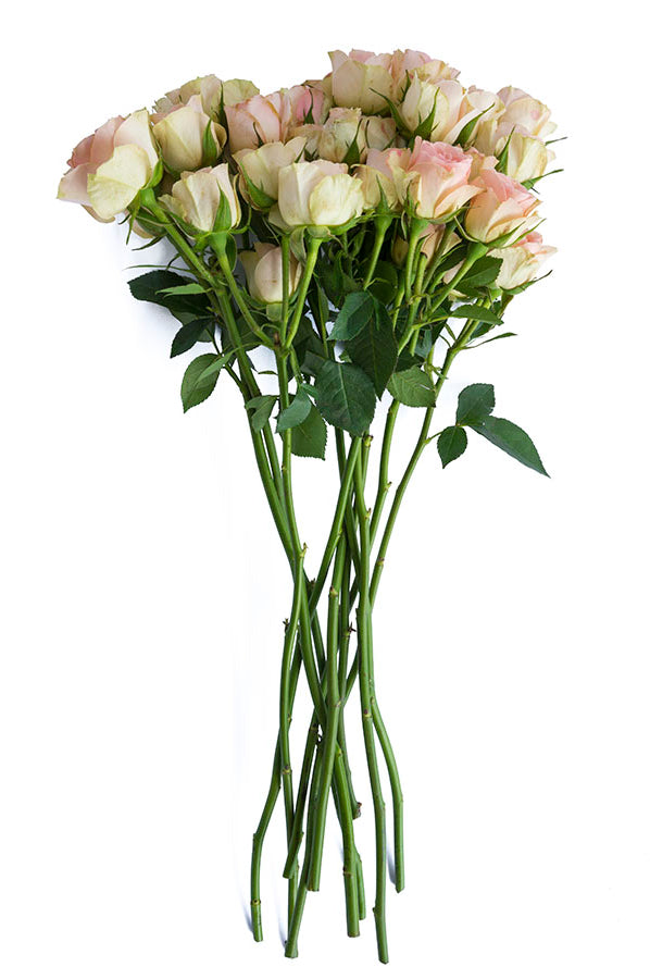 Peach Spray Roses - flowerexplosion.com