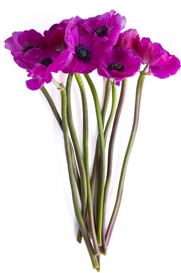 Hot Pink Anemone (Flowers)