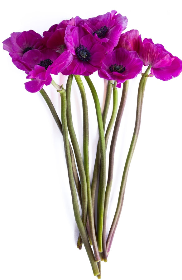 Hot Pink Anemone (Flowers)