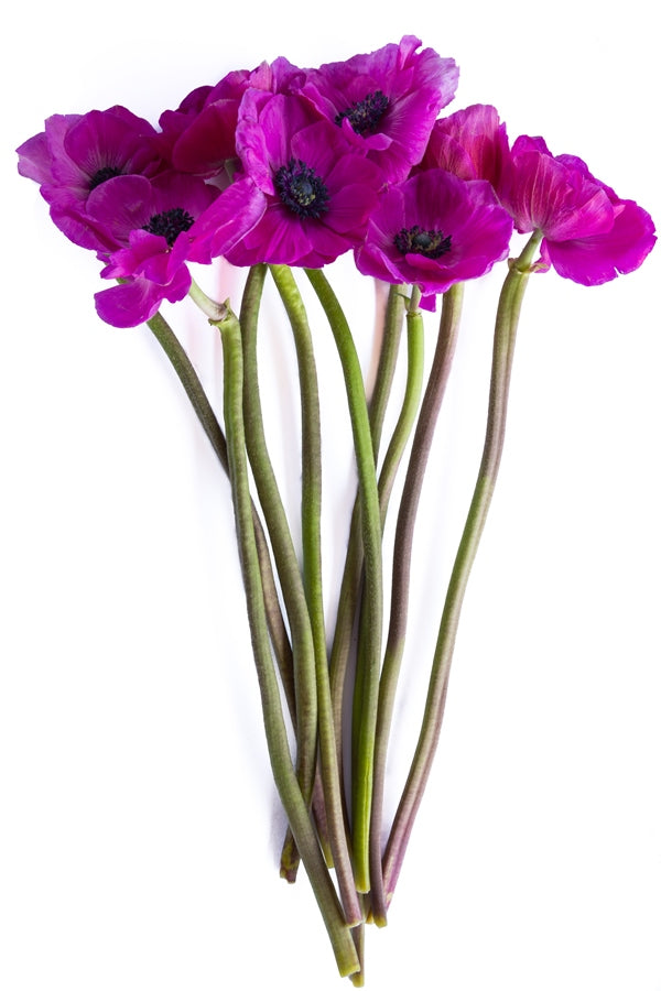 Hot Pink Anemone (Flowers)