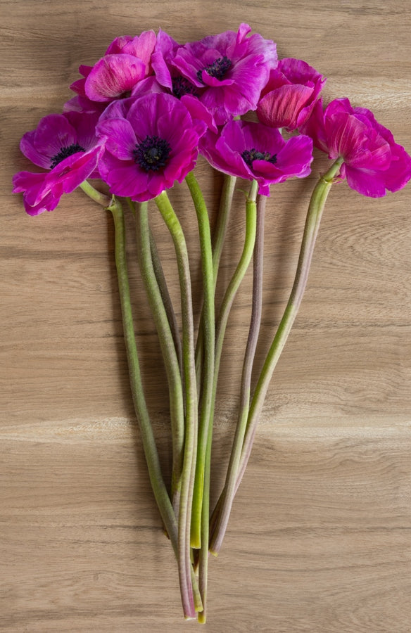 Hot Pink Anemone (Flowers)