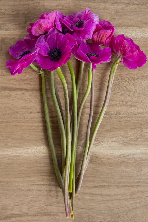 Hot Pink Anemone (Flowers)
