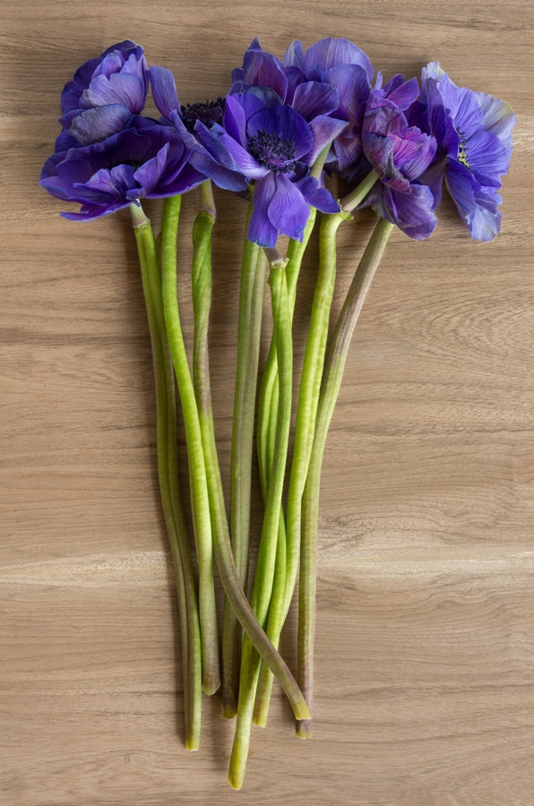 Blue Anemone (Flowers)