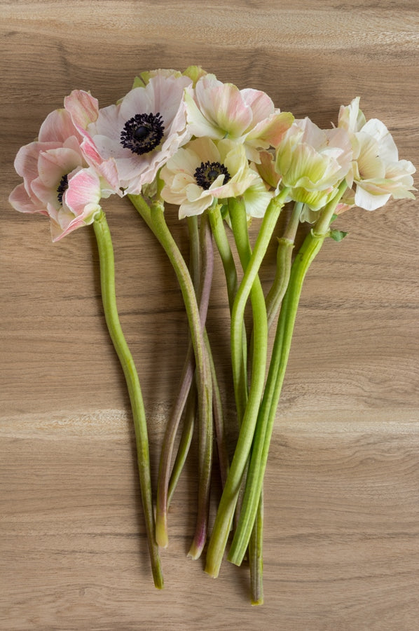 White and Black Anemone (Flowers)