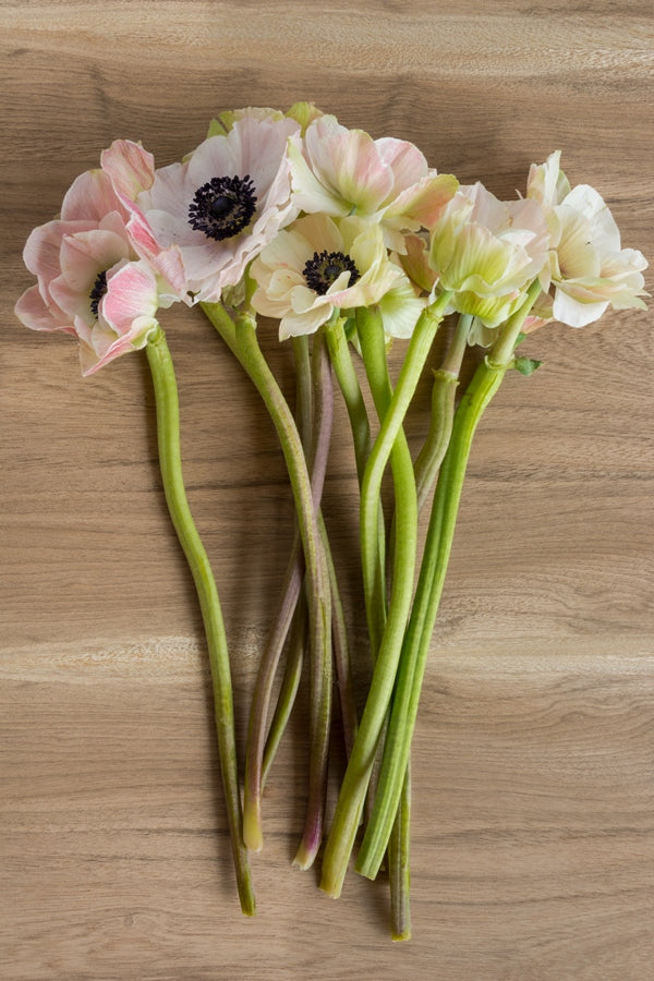 White and Black Anemone (Flowers)
