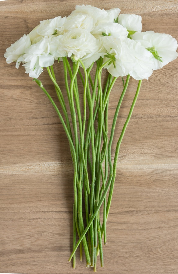 White Ranunculus (Flowers)