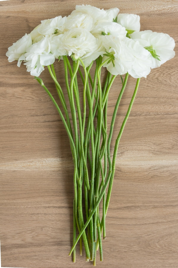 White Ranunculus (Flowers)
