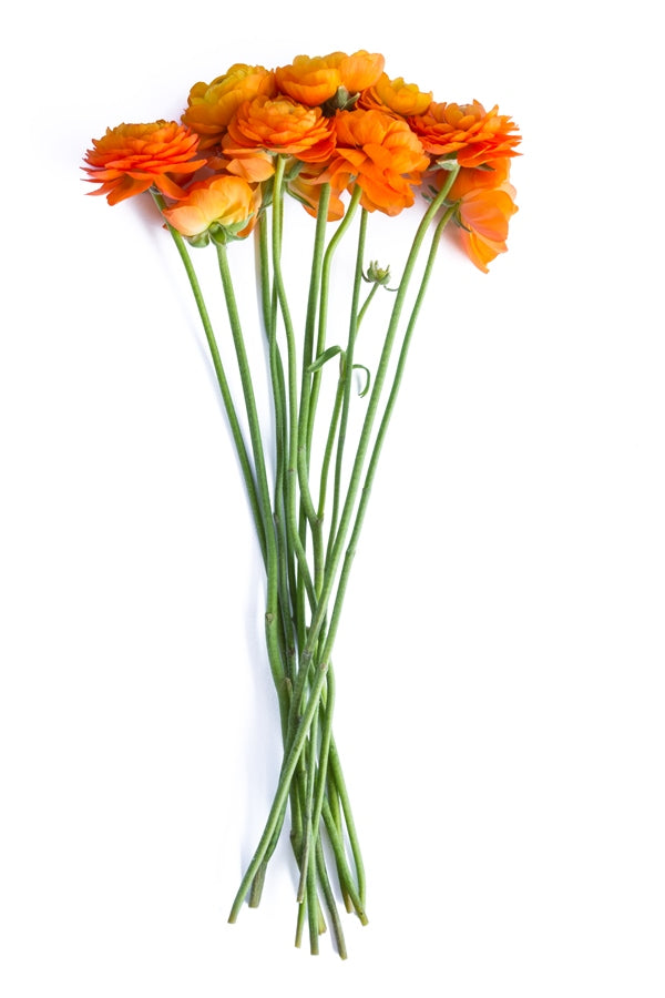 Orange Ranunculus (Flowers)
