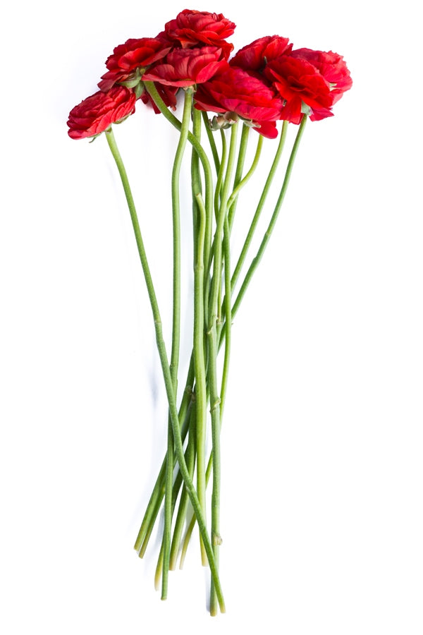 Red Ranunculus Stems
