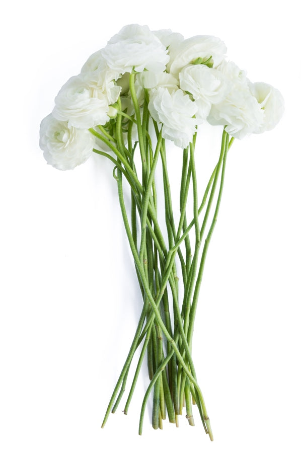White Ranunculus (Flowers)