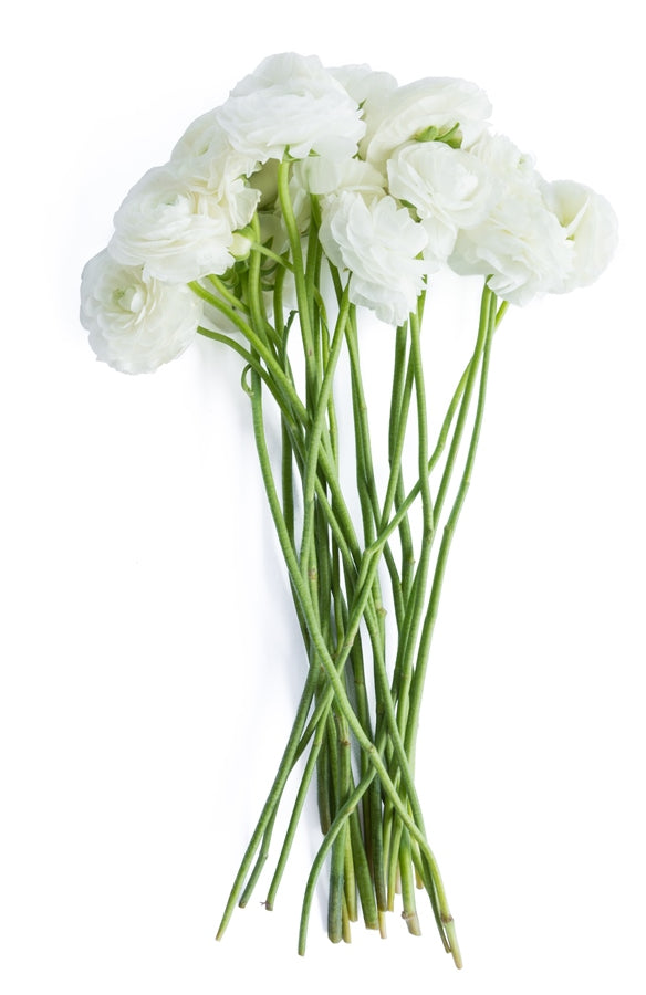 White Ranunculus (Flowers)