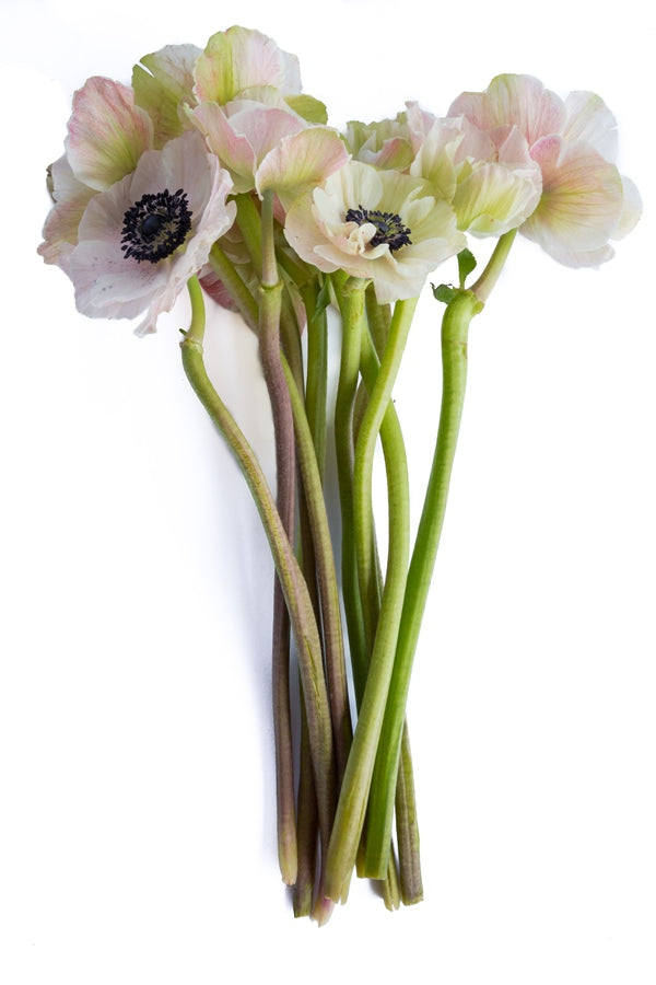 White and Black Anemone (Flowers)
