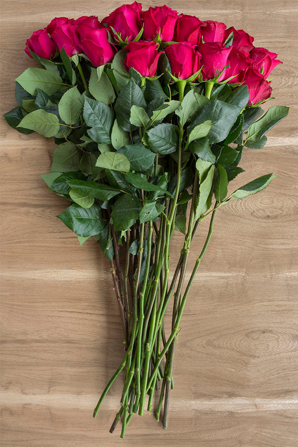 Hot Princess Pink Rose