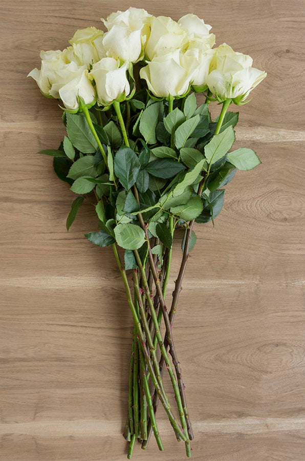 Polar Star White Rose