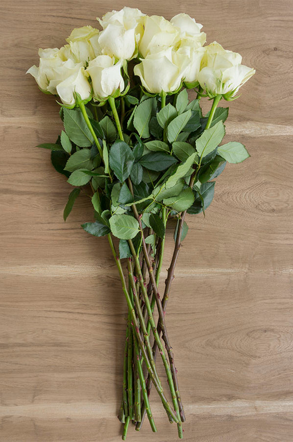 Polar Star White Rose