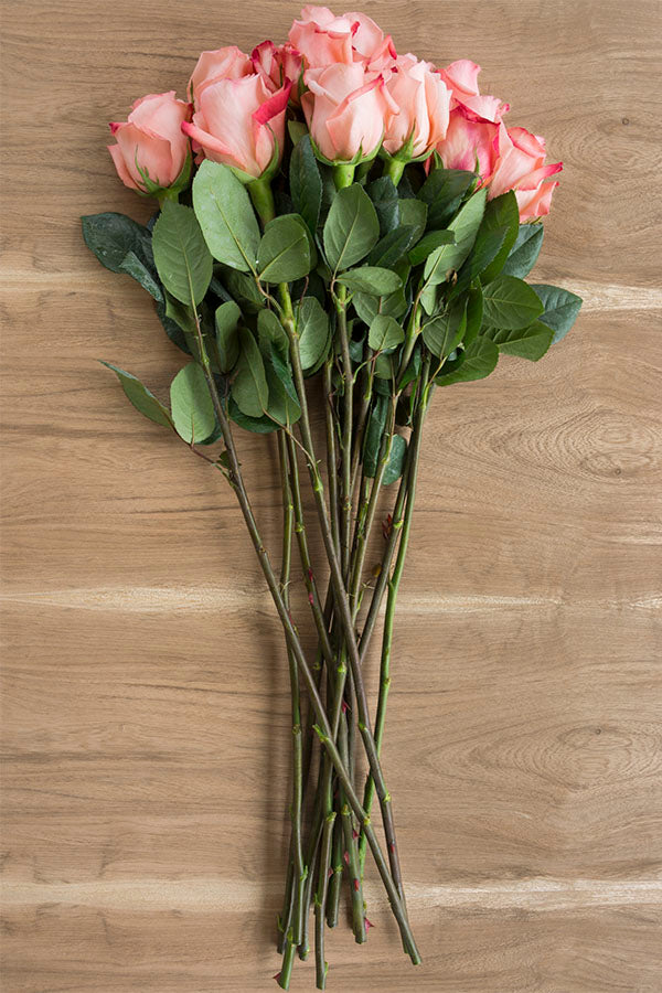 Imagination Rose