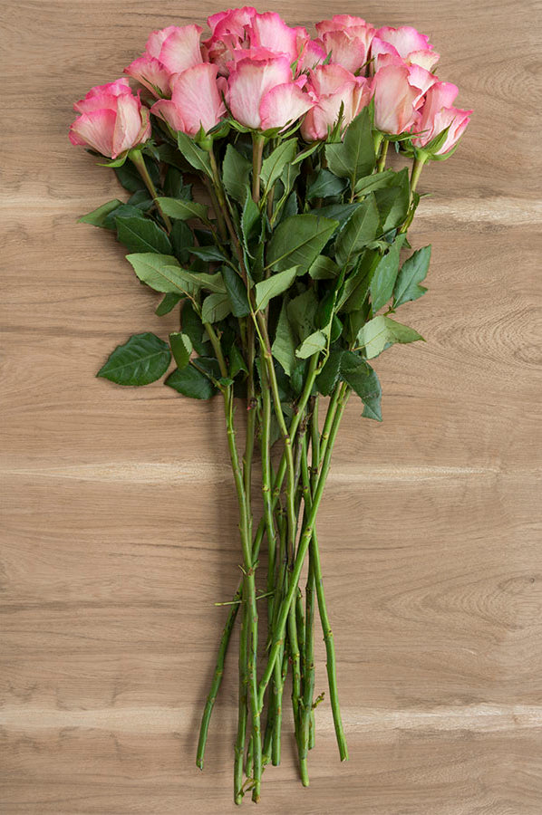Rossini Rose