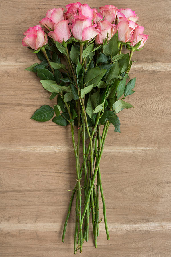 Rossini Rose