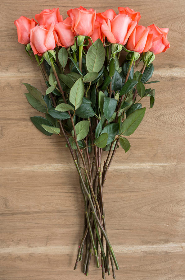 Amsterdam Rose