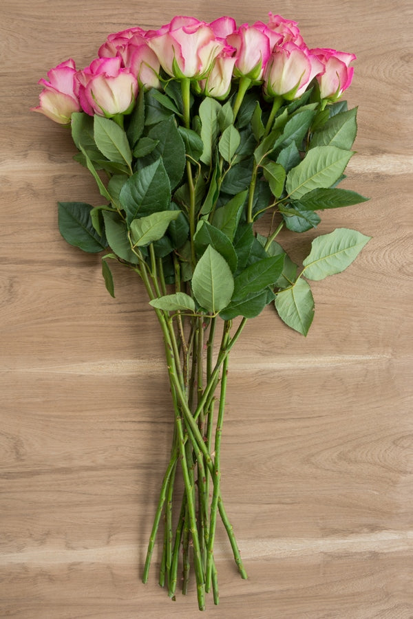 Classic Cezanne Rose