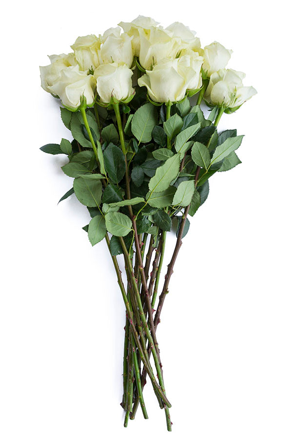 Polar Star White Rose