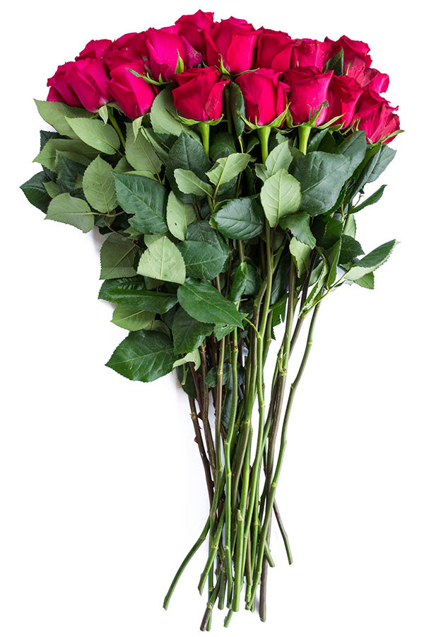 Hot Princess Pink Rose