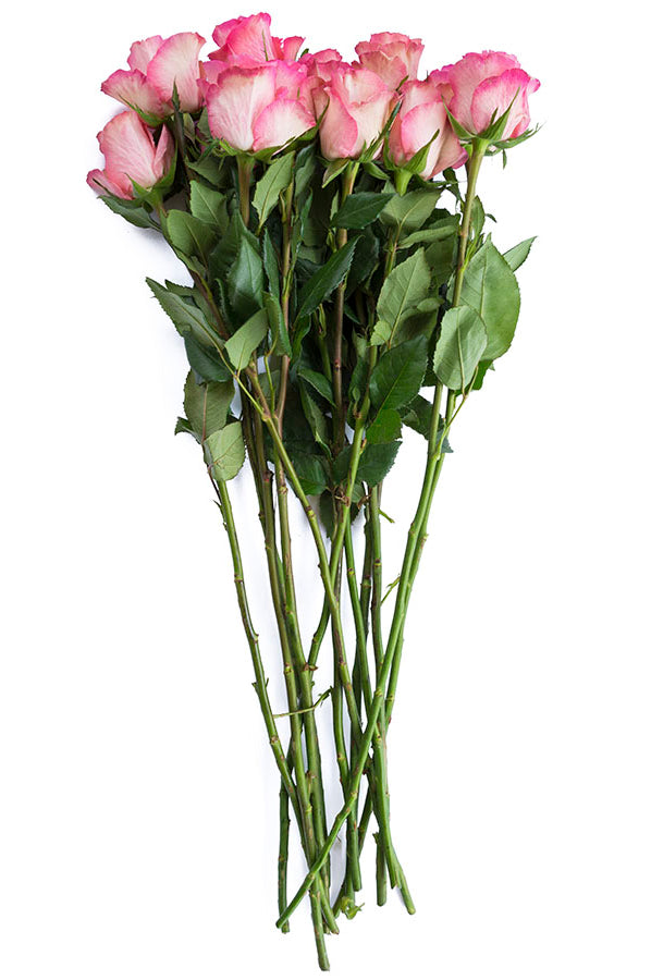 Rossini Rose