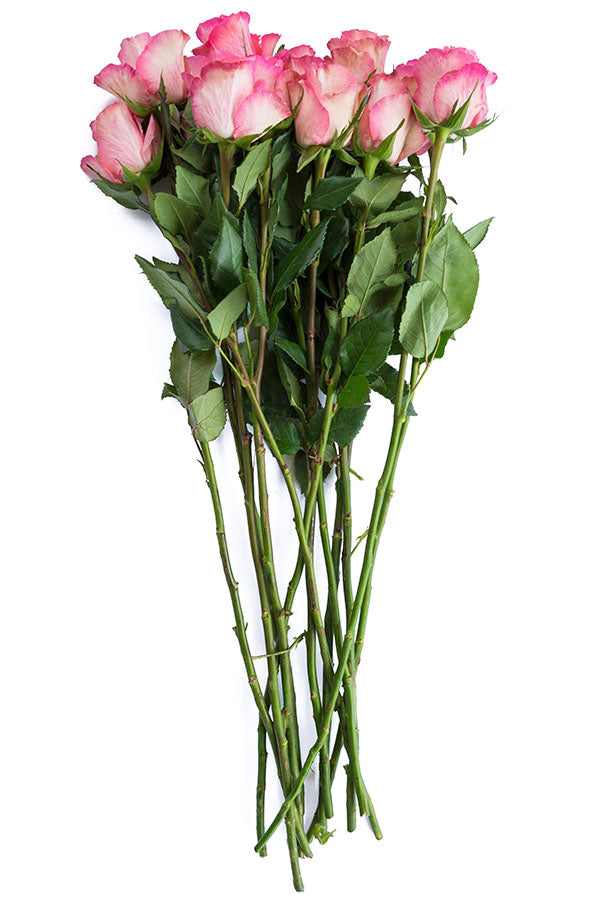 Rossini Rose