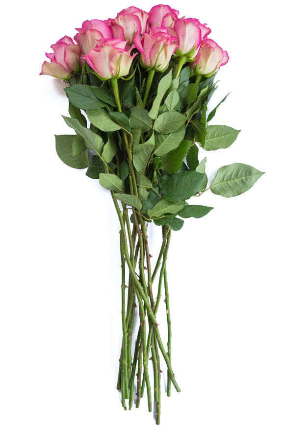 Classic Cezanne Rose