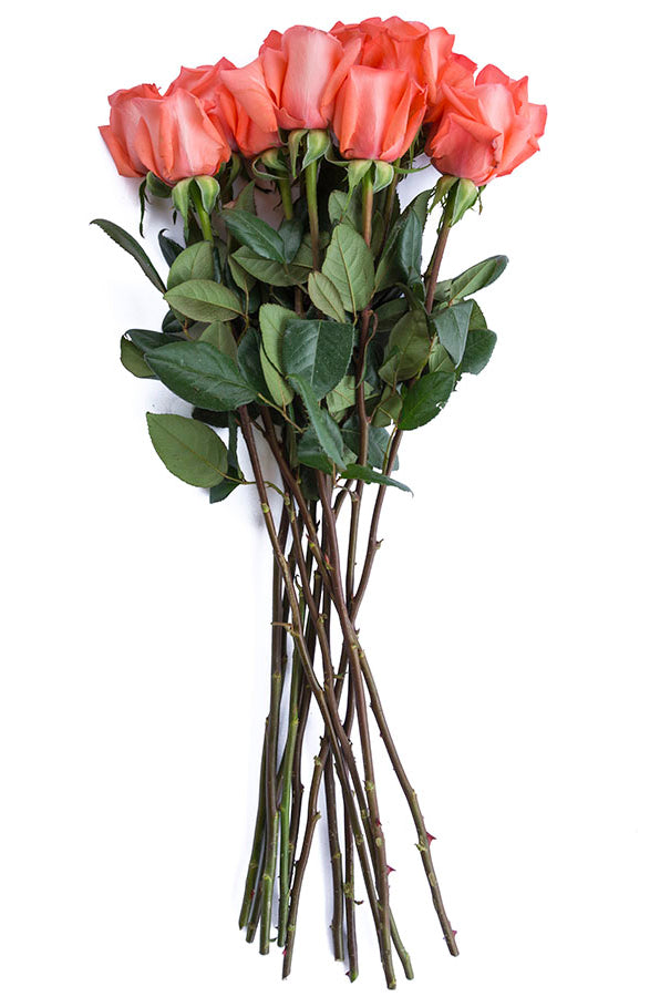 Amsterdam Rose