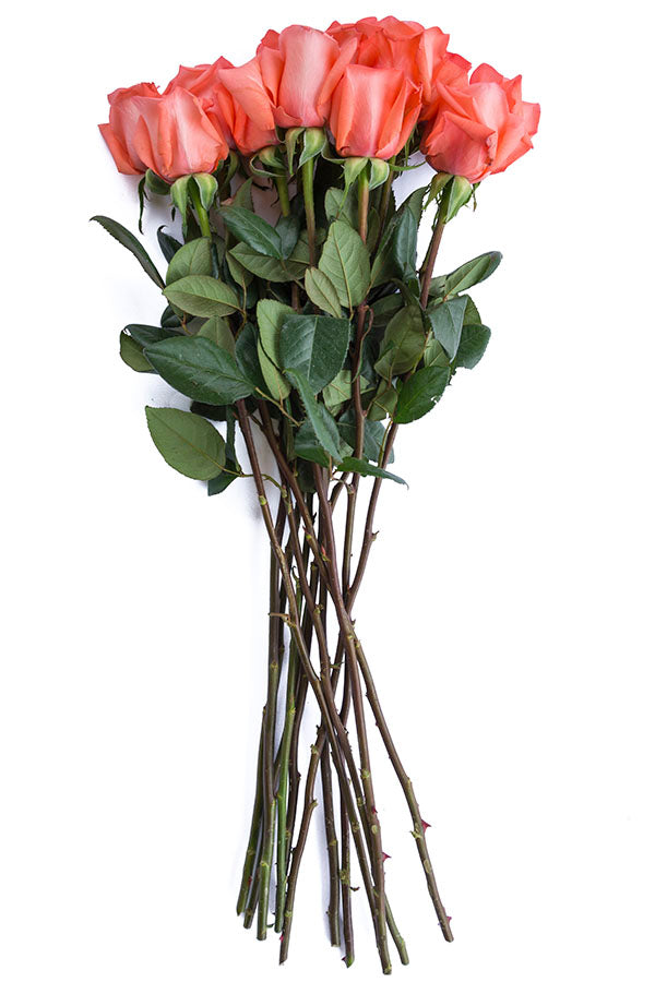 Amsterdam Rose