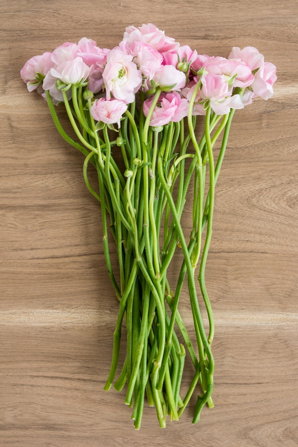Light Pink Ranunculus (Flowers)