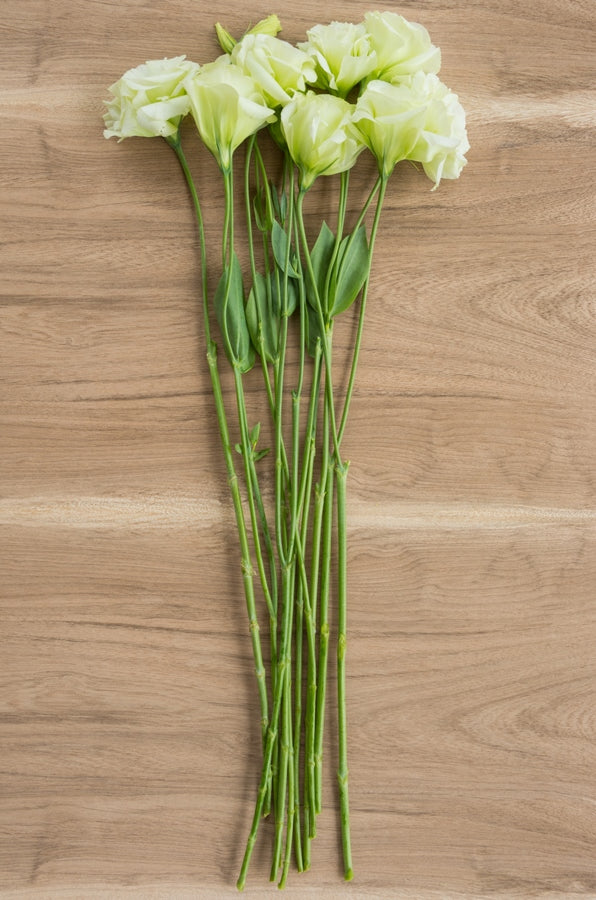 Lisianthus Green